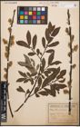 Foto von Salix cinerea L.